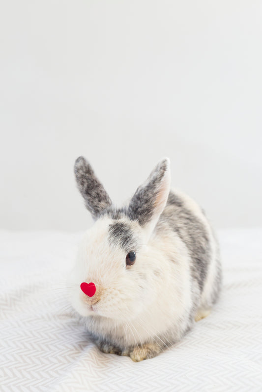 Bunny Hug Plush